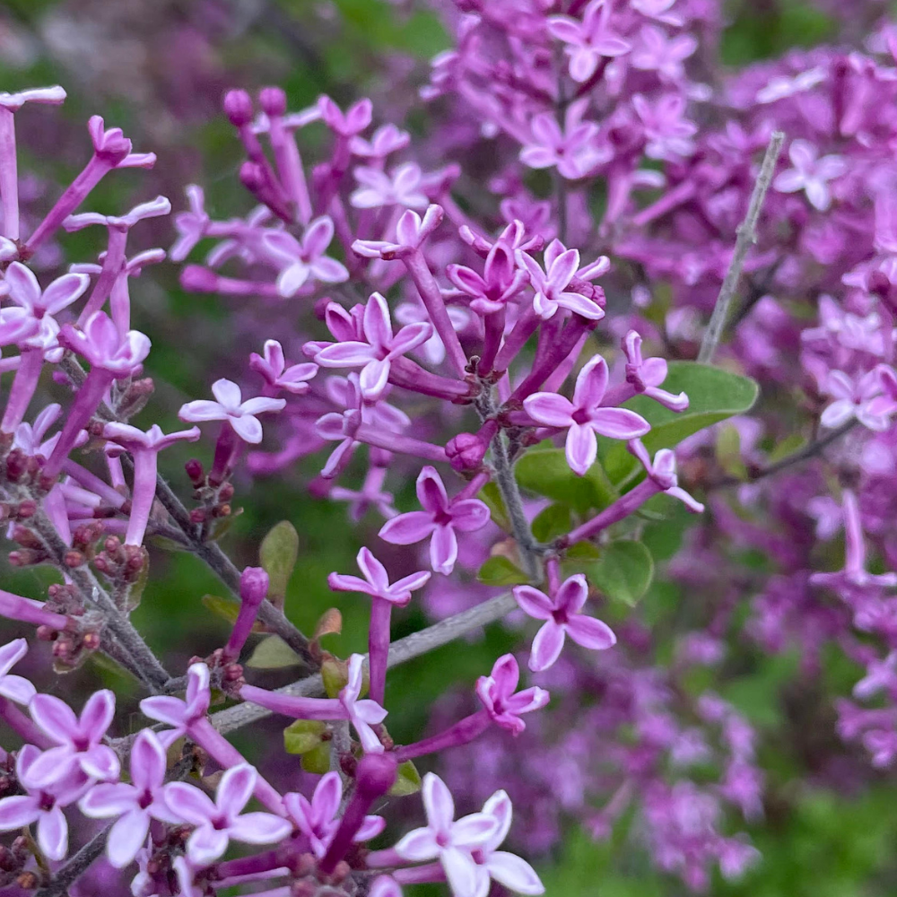 Bloomerang® Dark Purple Reblooming Lilac in bloom; unfiltered image.