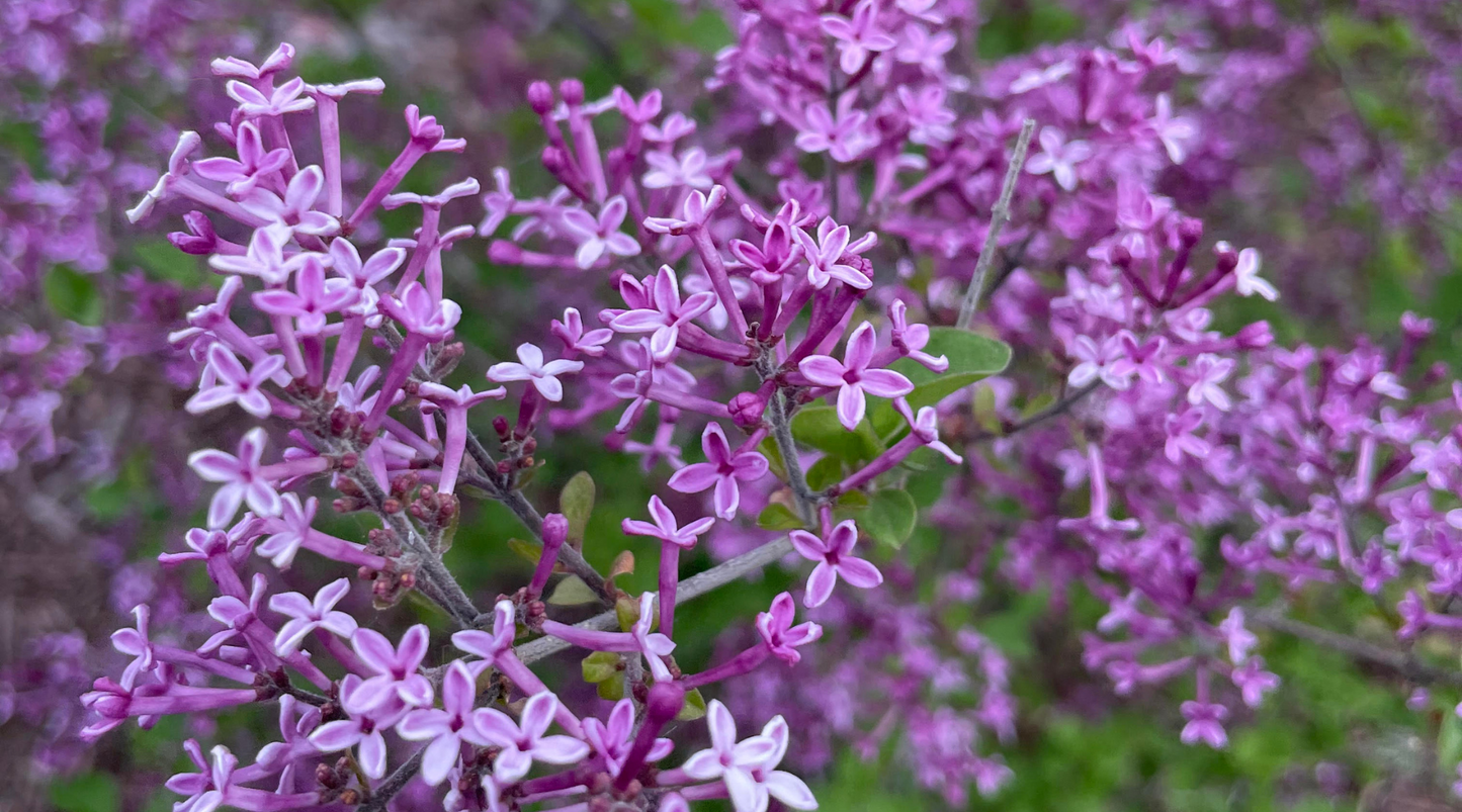 Bloomerang® Dark Purple Reblooming Lilac in bloom; unfiltered image.